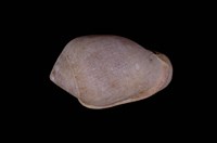 藏品(鼬耳螺)的圖片